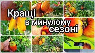Врожайні та стійкі до хвороб томати, які сподобалися за підсумками сезону