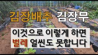 김장배추 김장무 이것으로 이렇게 하면 벌레 얼씬도 못합니다. 김장배추 첫 해충방제 #김장무 병충해 방제.