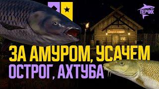 Высидка Амура черного на Остроге и Усача на Ахтубе ● Русская рыбалка 4 ● Перчик РР4