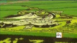 Rice Paddy Art