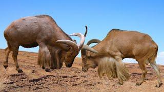 Barbary Sheep: Legends of the Atlas