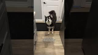 my husky is VERY angry with me this week #husky #dogvideos