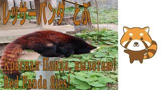 【１駅分の時間の癒し】レッサーパンダ とぶ　Красная Панда, вылетаю!　Red Panda flies!