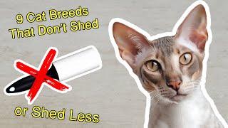 9 Cat Breeds That Don’t Shed or Shed Less