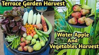 Water Apple Red corn And Vegetables Harvest In Terrace Garden @MaadithottamSachu