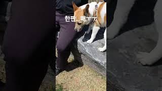 #한판패 #한판뜨자  #한판하기 #절세미견