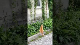 Miau #cats