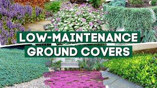 5 Low Maintenance Ground Cover Plants to Prevent Weeds  // Part 1 