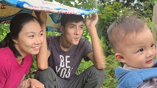 Harvesting avocados in the rain, the kind man's mother has a good impression of the single mother.