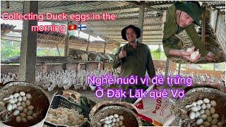 Choáng NgợpLần Đầu Chồng Phần Lan Thu Hoạch Gần 2000 Quả Trứng Vịt ở Đăk Lăk, Collecting Duck eggs