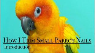 Cutting and filing a small parrot's nails