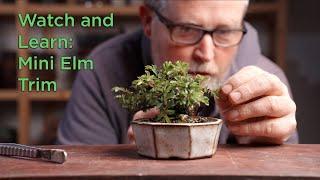 Bonsaify | Watch and Learn: Mini Elm Trim
