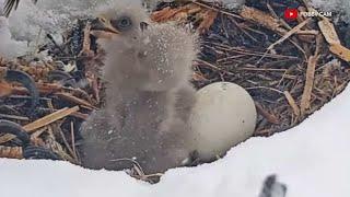 3rd bald eagle egg hatching at Big Bear