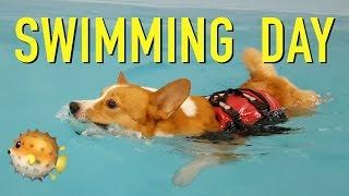 SWIMMING DAY - Topi the Corgi