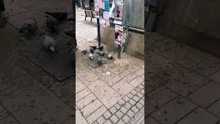 Witness the Incredible Sight of Pigeons Feasting in Sweden | Swed Swag