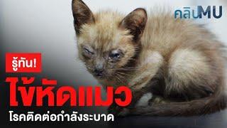 รู้ทัน...ไข้หัดแมว โรคติดต่อกำลังระบาด | คลิป MU [Mahidol]