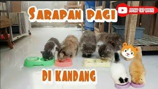 sarapan pagi di kandang ll kucing lucu Funny vidio cat cats animals tranding kucing lucu kitten meow