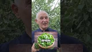 5 суперзеленей для здоровья !