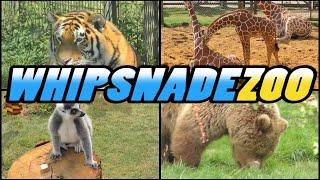 WHIPSNADE ZOO - England (4k)