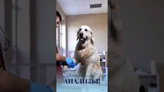 Как бороться с вирусами #форвет #вирус #укол #животные #интересно #познавательно #наука #собака #кот