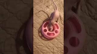 Мой вечер с котятами️ #shorts #сфинксы