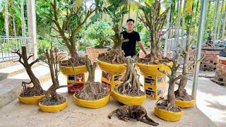 MAI TỨ QUÝ ngày 12/3/2O25 (#O377886760 CÓ) PHÔI MAI VÀNG -  @bonsai Can Tho