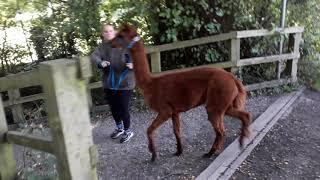 Walking with alpacas (part 1) at Woodlands Alpaca Farm Lymm Cheshire, Sept 2020.  Great for kids!