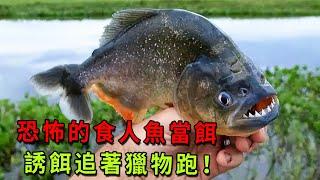 用張牙舞爪的食人魚當餌，誘餌追著獵物跑，玩的就是心跳！