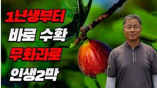 귀농 7년, 무화과 나무 2500주 식재, 연매출 공개! [귀농의전설 ep.20]