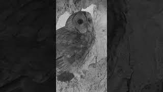 Tawny owls inspect potential nest #tawnyowl #lunaandbomber #wildlives #robertefuller