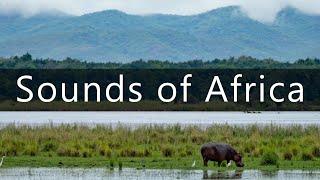 Dawn by the river in the African bush