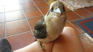 Wild kookaburra comes inside!