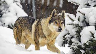Animals in Snow Funny Reactions
