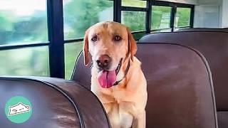 Stray Pup Chases Down Doggo Bus For Miles To Be Saved | Cuddle Buddies