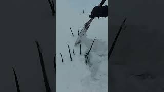 Survival green  #satisfying #shortsvideo #youtube #easy #garden #shorts #reels.........