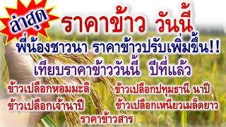 อัพเดตล่าสุด ราคาข้าววันนี้ แจ้งพี่น้องชาวนา ราคาข้าวปรับเพิ่มขึ้น! เทียบราคาข้าววันนี้ กับปีที่แล้ว