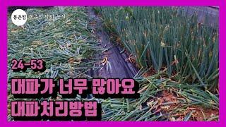 봉춘팜 대파농사 | 대파 다 자랐을 때, 양이 많을 때 처리는 어떻게 할까요