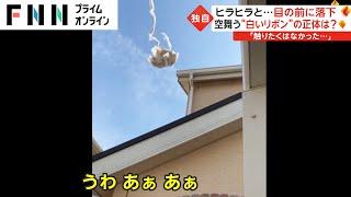 ヒラヒラと...目の前に落下　空舞う“白いリボン”の正体は?