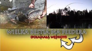 Wielka Bestia na Feeder \ Buła w Akcji