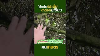 ใช้อะไรกระตุ้นตาดอกทุเรียน #ฅนเกษตร  #เปิดตาดอก #กระตุ้นตาดอก #ปุ๋ยเปิดตาดอก #ดอกทุเรียน