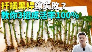 植物要怎麼扦插？扦插注意3個細節，成活率100%蹭蹭長新根，再也不黑桿！|禪藝綠植工作室