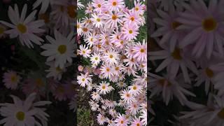 Lovely pastel daisies #gardenblooms #daisies