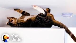 This Is The Cat Version Of Spider-Man | The Dodo Cat Crazy