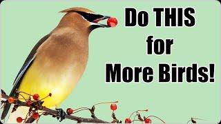 Attract Backyard Birds with an Ecosystem Approach!