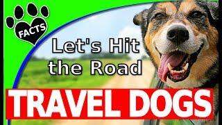 Top 10 Best Dog Breeds to Travel With - Dogs 101