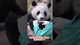 6 19 姨母差点被发现 #大熊猫 #国宝熊猫 #睿宝辉宝
