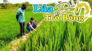 Đông Paulo || LÚA ĐÃ TRỔ BÔNG, Liệu Có Thành Công Trong Vụ Lúa Cho Bà Con Dân Bản???