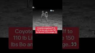 The guardians sound off with coyotes…