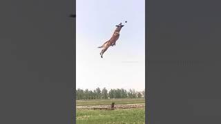 that dog vs mine lol