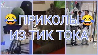 Смешные видео. Приколы из ТИК ТОКА